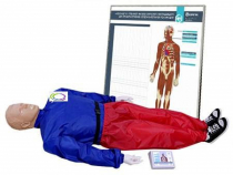 5.1 Тренажер-манекен взрослого пострадавшего "Александр-01" для отработки приемов сердечно-легочной реанимации (голова, туловище, конечности) с контроллером и настенным табло - «globural.ru» - Воткинск