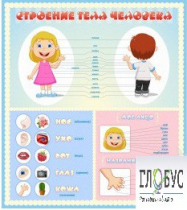 Стенд "Строение человека" для детей - «globural.ru» - Воткинск