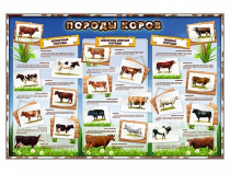 Стенд "Породы коров" - «globural.ru» - Воткинск