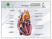 Стенд "Строение сердца человека" - «globural.ru» - Воткинск