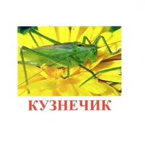Карточки Домана "Насекомые" - «globural.ru» - Воткинск