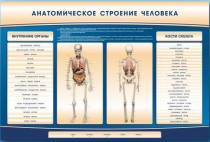 Электрифицированный стенд-тренажер c макетом скелета "Анатомическое строение человека" - «globural.ru» - Воткинск