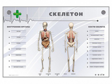 Электрифицированный стенд-тренажер "Скелетон" - «globural.ru» - Воткинск