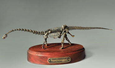 Модель скелета динозавра Diplodocus  (вариант 2) - «globural.ru» - Воткинск