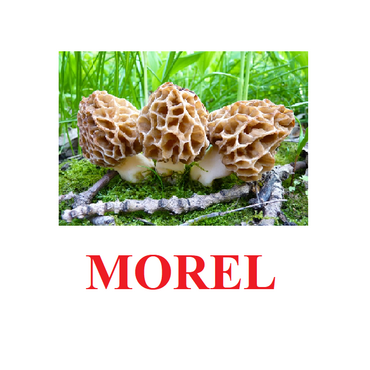 "Mushrooms" ("Грибы") английские карточки Домана - «globural.ru» - Воткинск