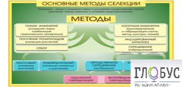 Стенд "Методы селекции и биотехнологии" - «globural.ru» - Воткинск