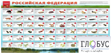 Стенд "Красная книга РФ" - «globural.ru» - Воткинск