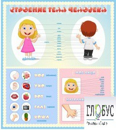 Стенд "Строение человека" для детей - «globural.ru» - Воткинск