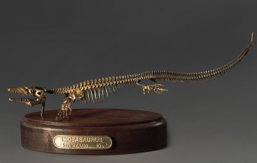 Модель скелета мозазавра Mosasaurus - «globural.ru» - Воткинск