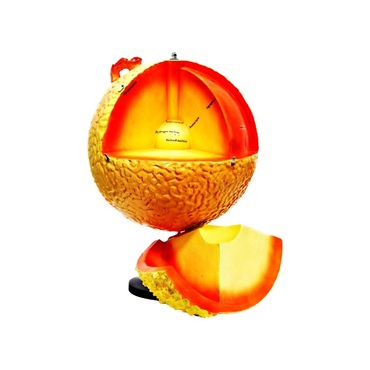 Модель "Строение Солнца" (разборная) - «globural.ru» - Воткинск